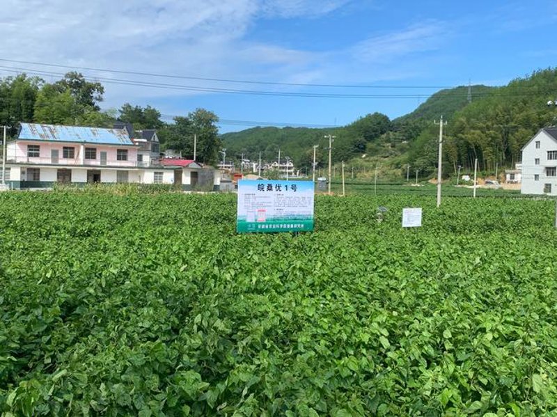 绿色之源：有机蔬菜种植行业的最新动态